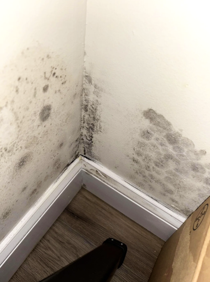 Mould Removal Process